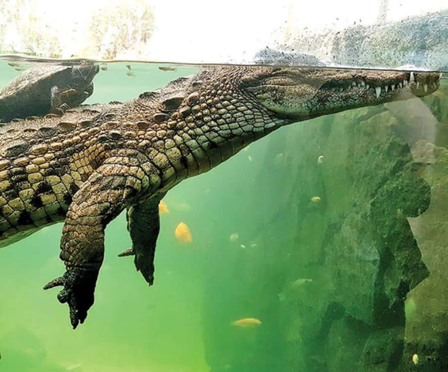 Discover the Mauritian Tea Route: With Crocodile Park - Key points before you book