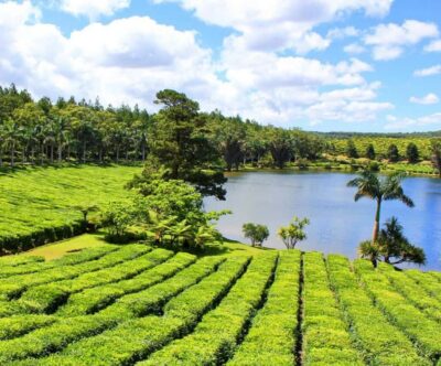 Discover the Mauritian Tea Route: With Crocodile Park