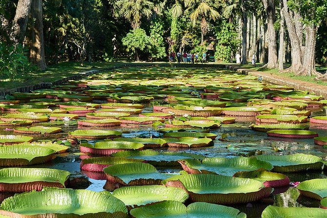 Discovering the North of Mauritius: Full-day incl Botanical garden & lunch - Pamplemousses Garden and its giant water lilies