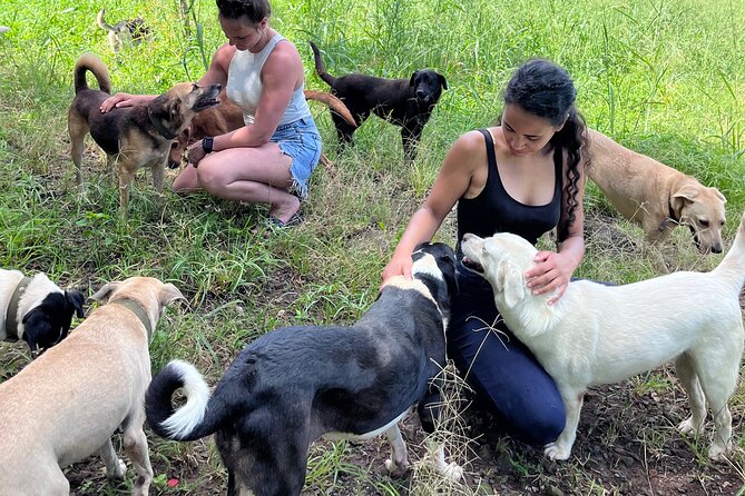 Dog Lover's guided tour of the Happy Tails Sanctuary - Key points about the sanctuary visit