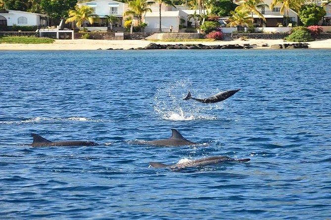 Dolphin Encounters, Ile aux Benitier & Crystal rock: Full-Day (Lunch & Transfer) - Ile aux Benitiers: barbecue, beach, and open time