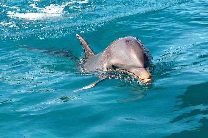 Dolphin Encounters, Ile aux Benitier & Crystal rock: Full-Day (Lunch & Transfer) - What to pack for this 7 to 8 hour outing