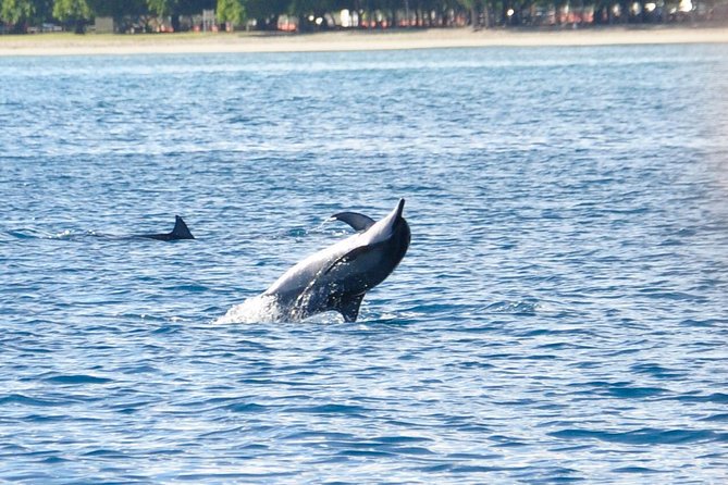 Dolphins Encounter and Whale Watching - Key points to know before you book
