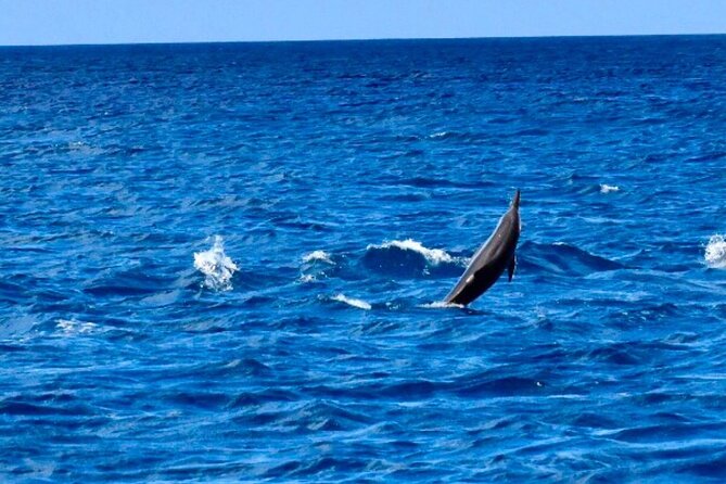 Dolphins Encounter and Whale Watching - The 6:45 a.m. start in Grande Riviere Noire