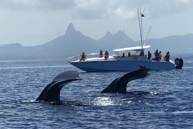 Dolphins Encounter and Whale Watching - Meeting wild dolphins without turning it into a circus