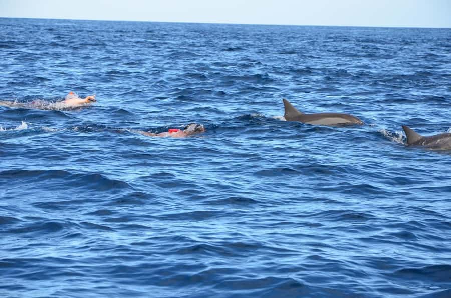 Dolphins: Private, Snorkel, CrystalRock, ileoBenitiers,lunch - Watching and swimming with dolphins in Tamarin Bay