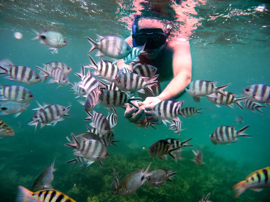 Dolphins: Private, Snorkel, CrystalRock, ileoBenitiers,lunch - Crystal Rock, Mauritius’s unusual sea landmark