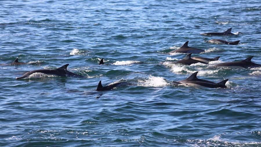 Dolphins: Private, Snorkel, CrystalRock, ileoBenitiers,lunch - BBQ lunch on Ile aux Bénitiers