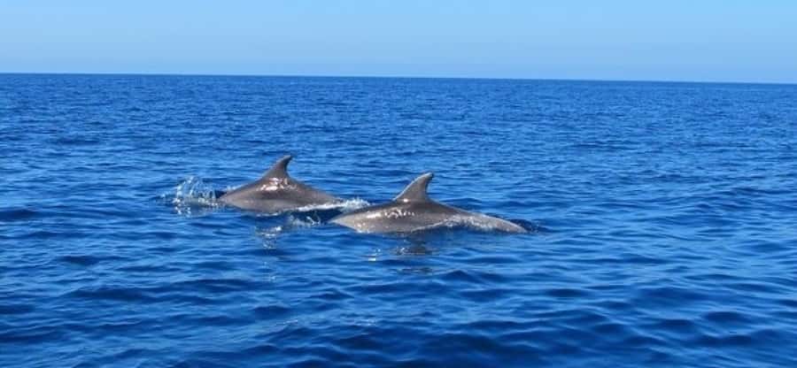 Dolphins: Private, Snorkel, CrystalRock, ileoBenitiers,lunch - Weather, safety, and what to pack