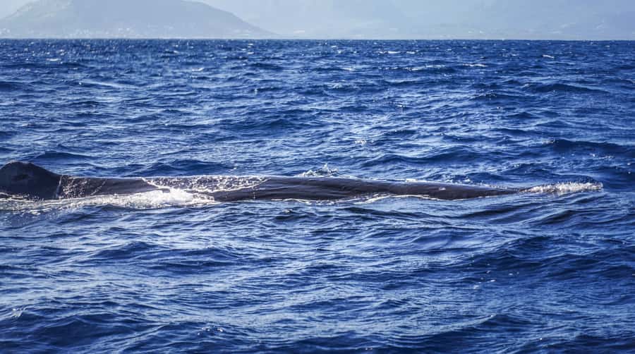 Dolphins & whale watching - Key points to know before booking