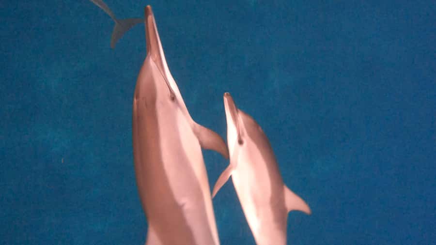 Dolphins & whale watching - The 26-foot boat and small-group advantage