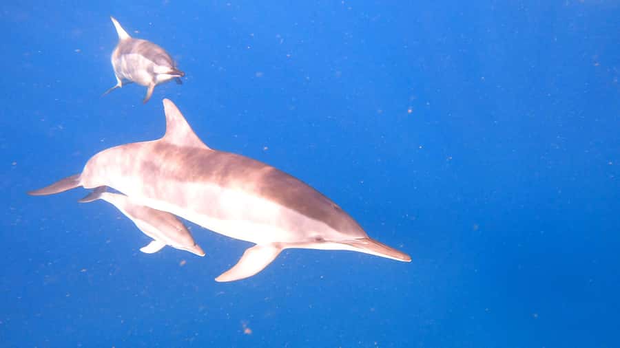 Dolphins & whale watching - Boarding at La Balise Yacht Center