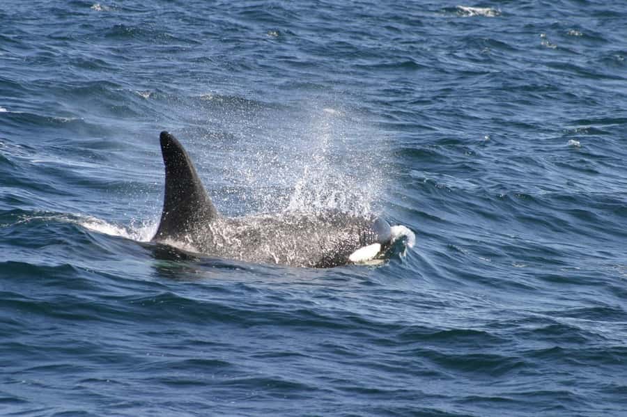 Dolphins & Whales, Private Tour Snorkeling - Watching humpback whales with Ali