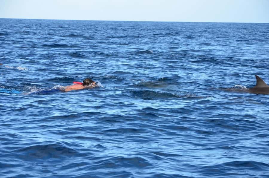 Dolphins & Whales, Private Tour Snorkeling - Snorkeling in the natural aquarium
