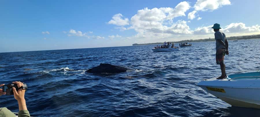 Dolphins & Whales, Private Tour Snorkeling - The skipper can make or break the morning