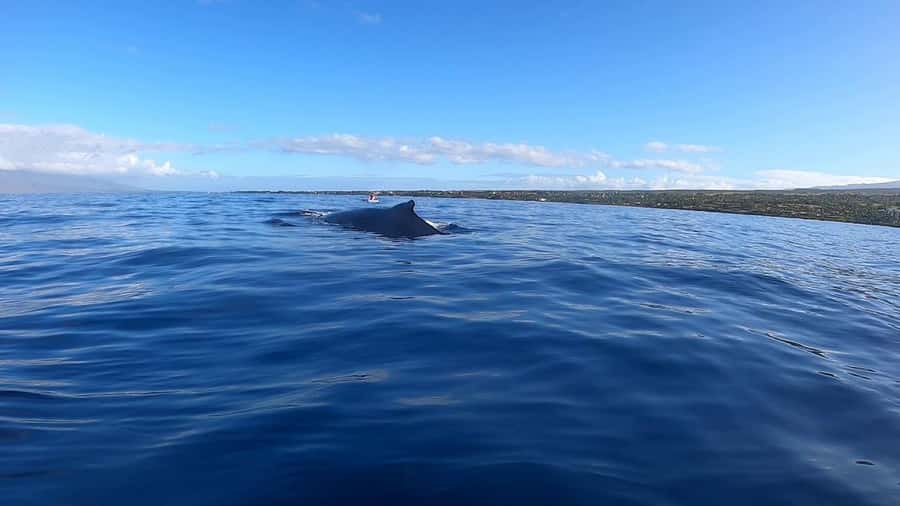 Dolphins & Whales, Private Tour Snorkeling - Searching for dolphins in their natural habitat
