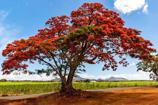 East of Mauritius: Full Day Scenic Tour with Lunch & Glass Bottom - Lunch brings local food into the itinerary