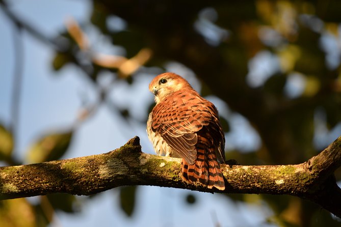 Ebony Forest Reserve Chamarel: Endemic Birdwatching Guided Tour - Why Ebony Forest is special for birdwatching