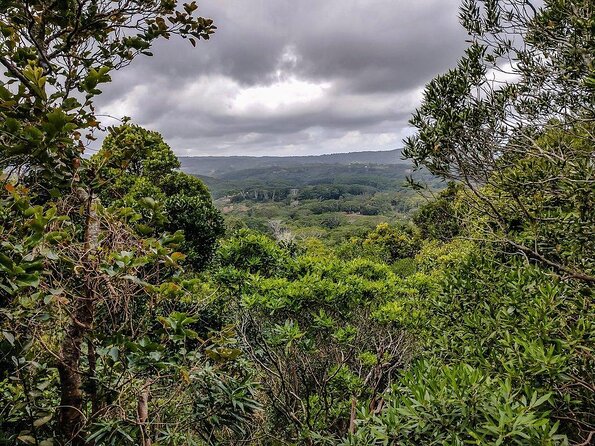 Ebony Forest Reserve Chamarel - Take a Hike Tour - Key points to know before you go