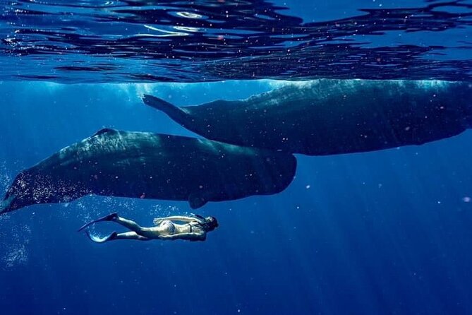 Eco-friendly Dolphin Watching Tour in Mauritius - Watching Dolphins in Open Water