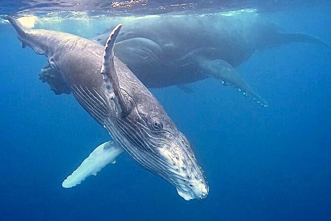 Eco-friendly Dolphin Watching Tour in Mauritius - Breakfast With Coffee and Croissants