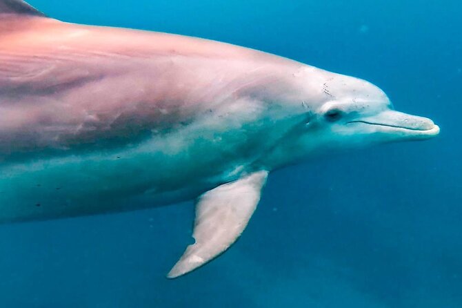 Eco-friendly Dolphin Watching Tour in Mauritius - The Crew Makes the Difference