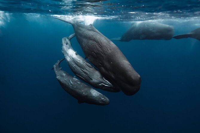 Eco-friendly Dolphin Watching Tour in Mauritius - Who Should Book This Mauritius Tour