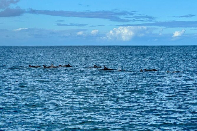 Exciting Dolphin encounters in the Maurtius's lagoon - What the $58.07 price buys you