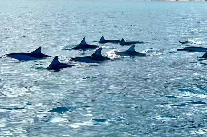 Exciting Dolphin encounters in the Maurtius's lagoon - Who should book this experience