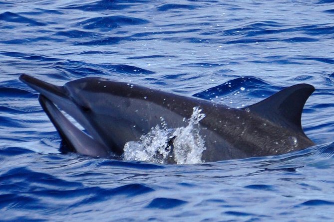 Exclusive Dolphins Encounter - Key points to know before booking