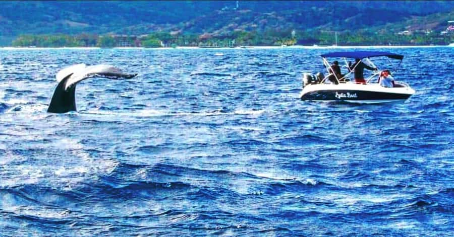 Exclusive:full-day/Dolphins watch& swimming Crystal Rock+Bbq - Is $293 per person good value?