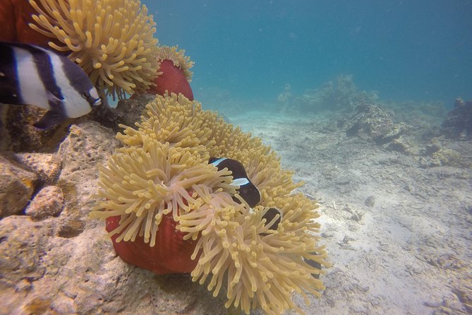 Exploration dives - What the strongest praise tells you