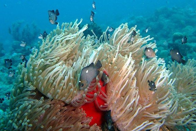 Exploration dives for experienced divers - Starting at Veranda Tamarin Hotel at 8am