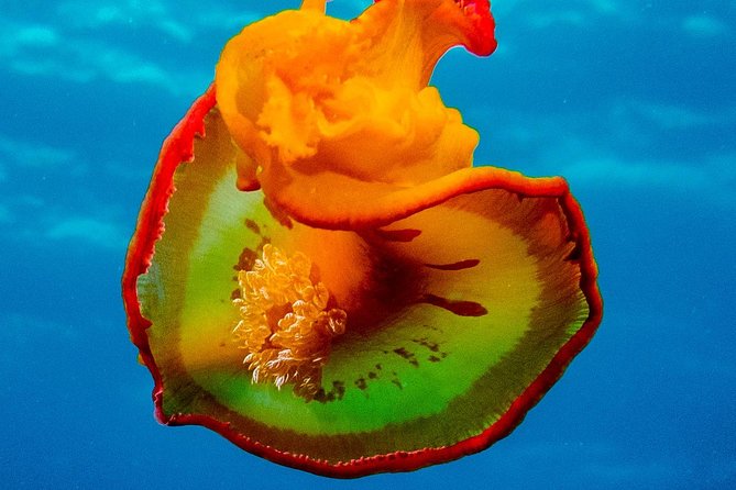 Exploration dives for experienced divers - The 15-minute boat trip around Tamarin Bay