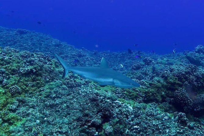 Exploration dives - Exploring caves, arches, and volcanic rock