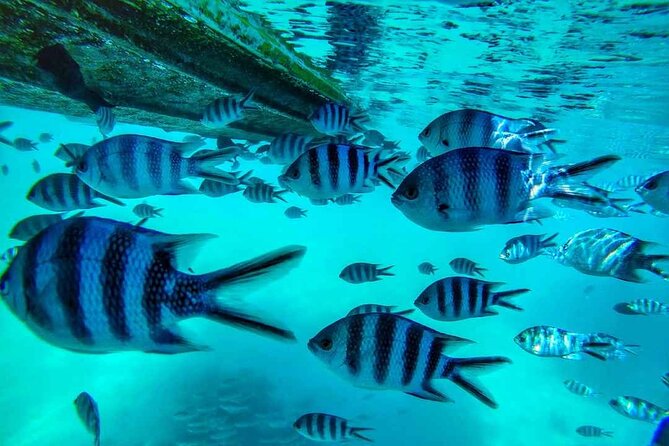 Exploring the Magnificent East of Mauritius: Full-day incl Blue Bay Marine Park - Blue Bay Marine Park: the best hour of the day