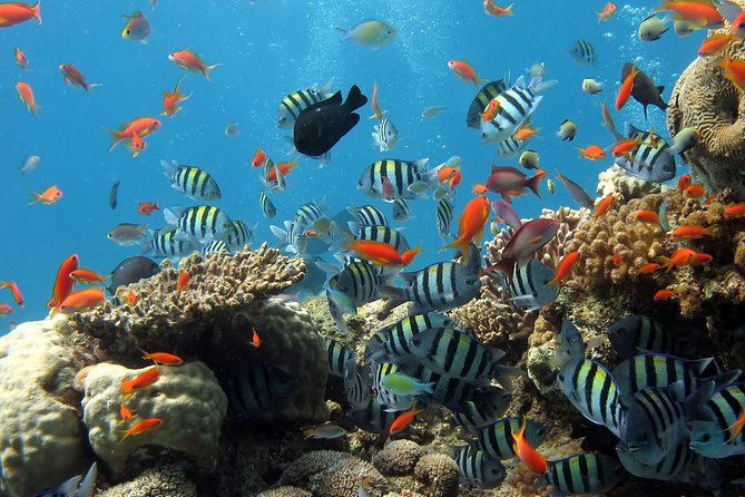 Exploring the Magnificent East of Mauritius: Full-day incl Blue Bay Marine Park - Rault Biscuit Factory and Eau Bleu Waterfall