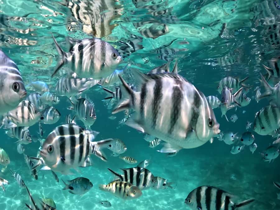 From Blue Bay: Ile aux Cerfs Speedboat Excursion with BBQ - Boat comfort, crew style, and music