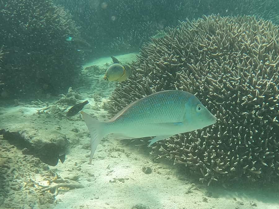 From Blue Bay: Ile aux Cerfs Speedboat Excursion with BBQ - Is $106 good value?