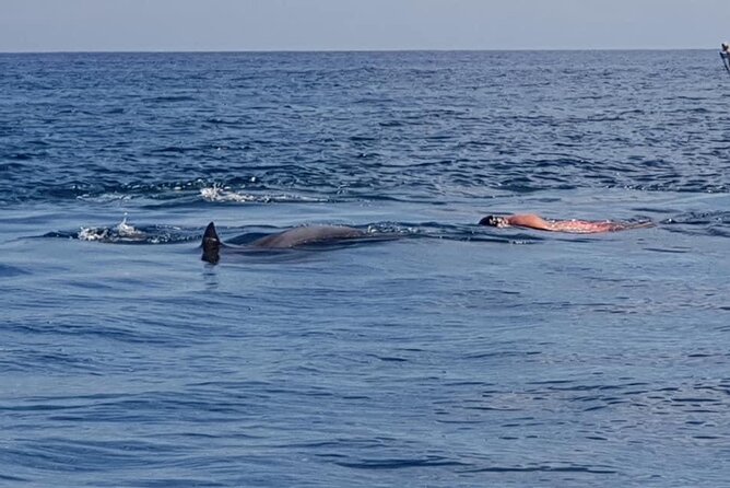 Full-Day Dolphin Watching Cruise in Mauritius - Bénitiers Island and the barbecue lunch