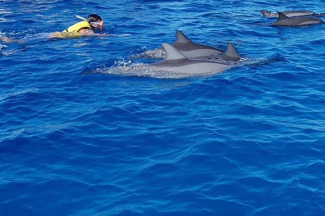 Full-Day Dolphin Watching Cruise in Mauritius - Crystal Rock brings a change of pace