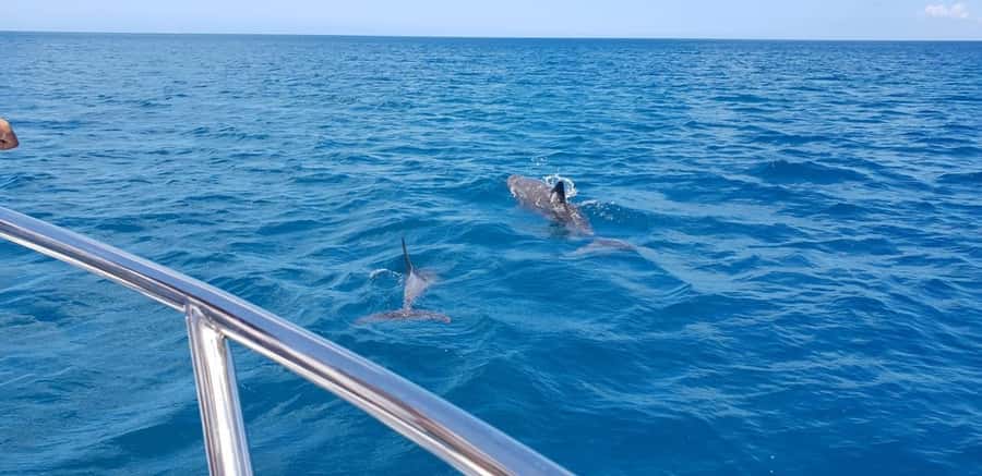 Full Day Dolphins Watching Ile aux Benitiers & Crystal Rock - From hotel pickup to La Preneuse at 8:00 am