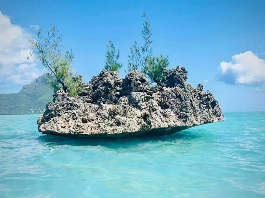 Full Day Dolphins Watching Ile aux Benitiers & Crystal Rock - Tamarin Bay and the dolphin encounter
