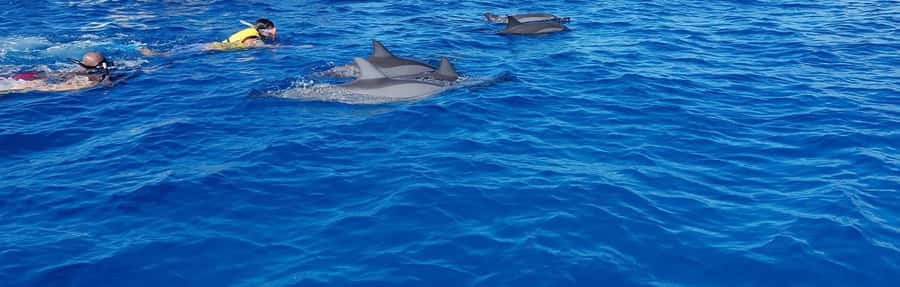 Full Day Dolphins Watching Ile aux Benitiers & Crystal Rock - Speedboat travel along Mauritius’s west coast