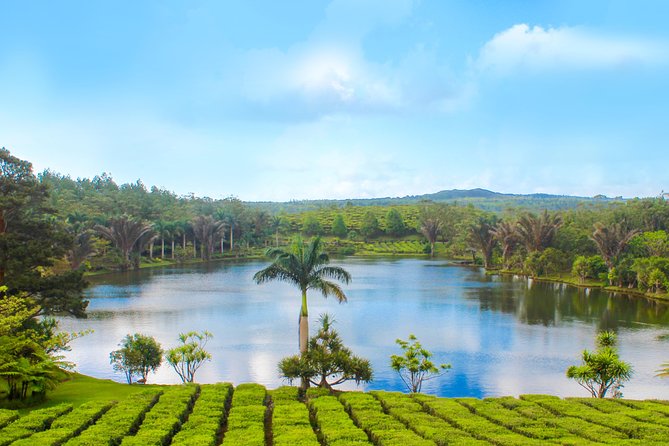 Full Day Guided Tea Route Mauritius: Including Lunch - Why this tea route works as a full-day outing