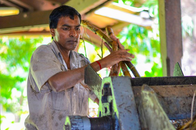 Full Day Guided Tea Route Mauritius: Including Lunch - Bois Cheri: factory, museum, and century-old tea plants