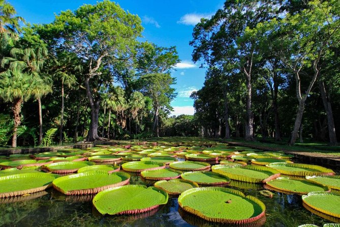 Full-Day North Tour of Mauritius, ALL INCLUSIVE Day Trip, Private SUV Car, Guide - SSR Botanic Garden and its giant water lilies