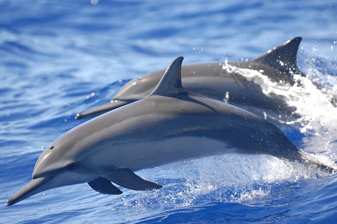 Full day Shared Speedboat Tour - South West Lagoon Dolphin Swim - An early start from Port Louis