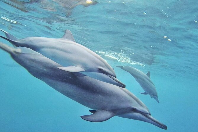 Full day Shared Speedboat Tour - South West Lagoon Dolphin Swim - My verdict on the dolphin, reef, and island combination