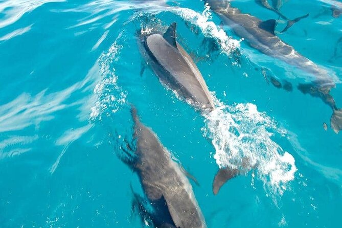 Full day Shared Speedboat Tour - South West Lagoon Dolphin Swim - The speedboat ride and the dolphin encounter